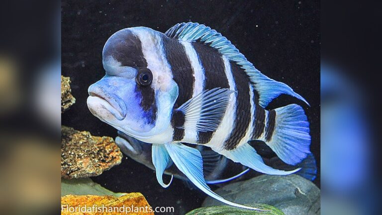 Frontosa Cichlid