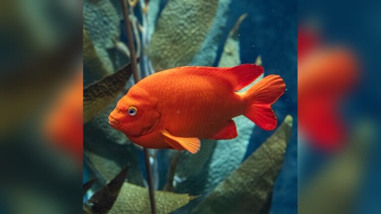 Garibaldi Fish