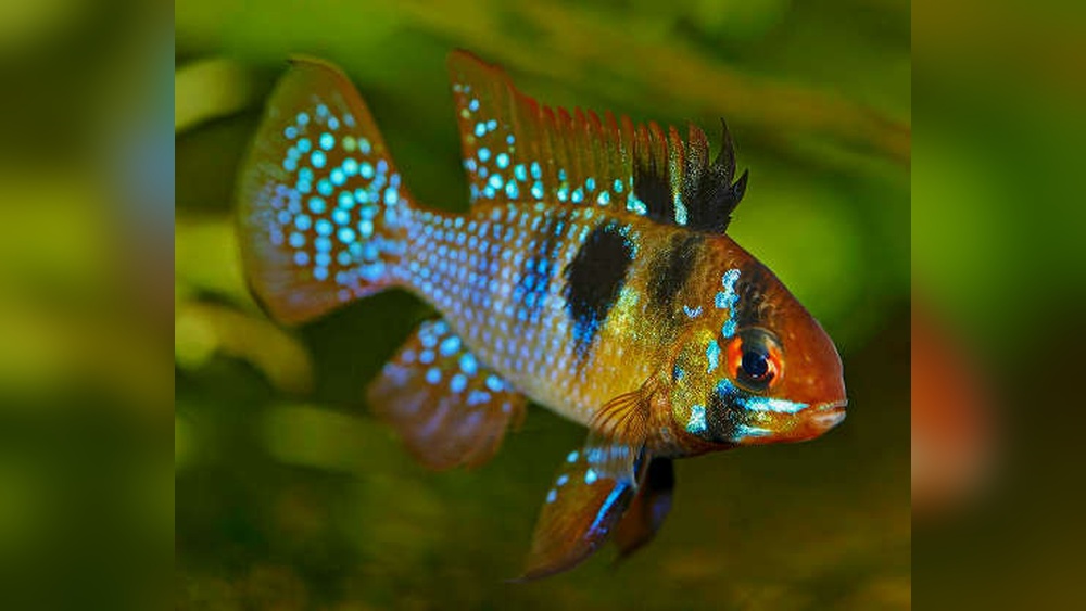 German Blue Ram