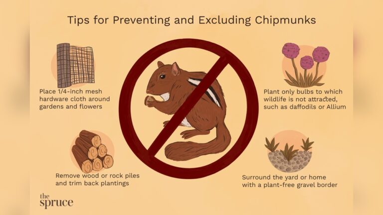 Get Rid Of Chipmunks And Mice From House: Proven Effective Tips