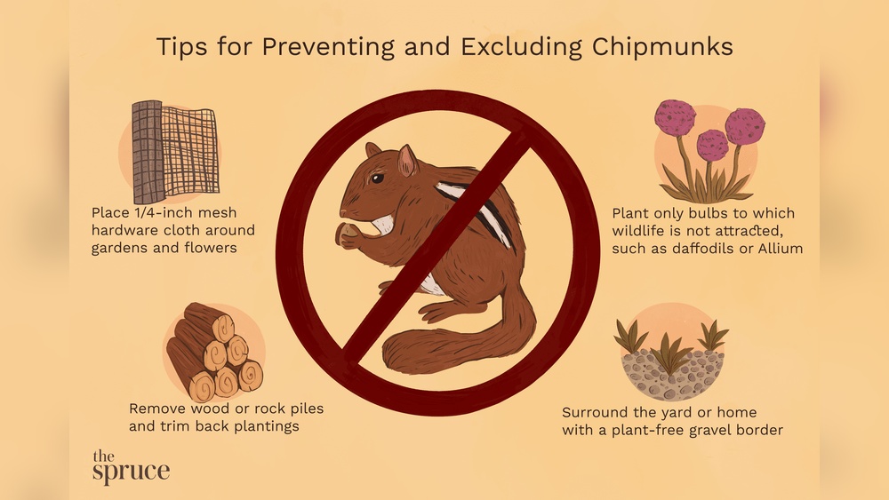 Get Rid Of Chipmunks And Mice From House: Proven Effective Tips
