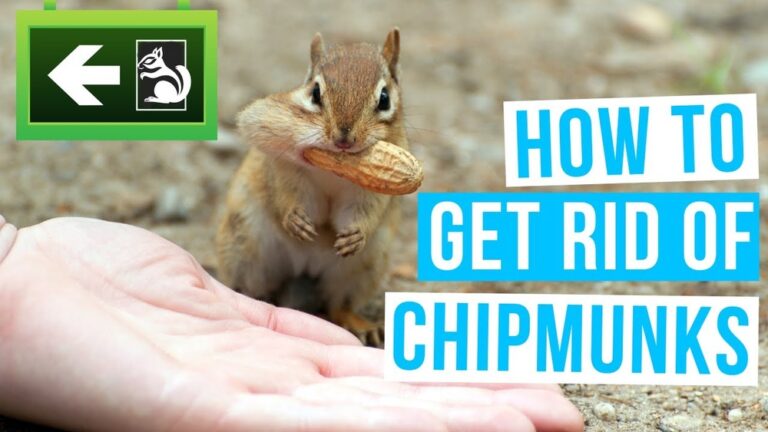 Get Rid Of Chipmunks Bucket Method: Easy & Effective Solution