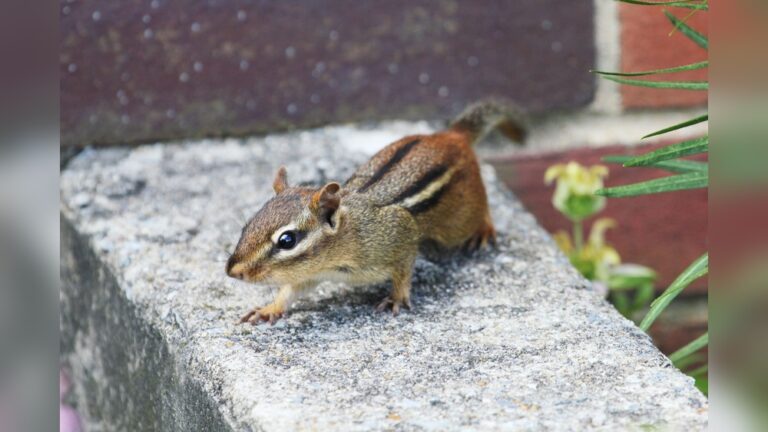 Get Rid Of Chipmunks With Cayenne Pepper: Easy Natural Solution