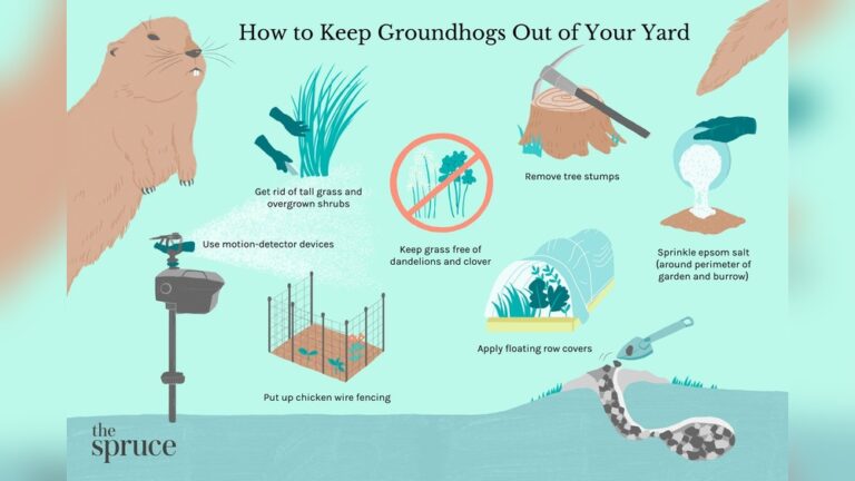 Get Rid Of Groundhogs Ammonia: Effective Natural Repellent Tips