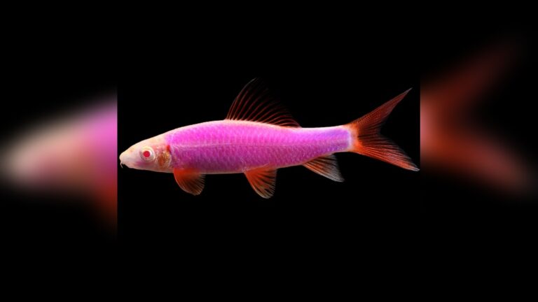 Glofish Shark