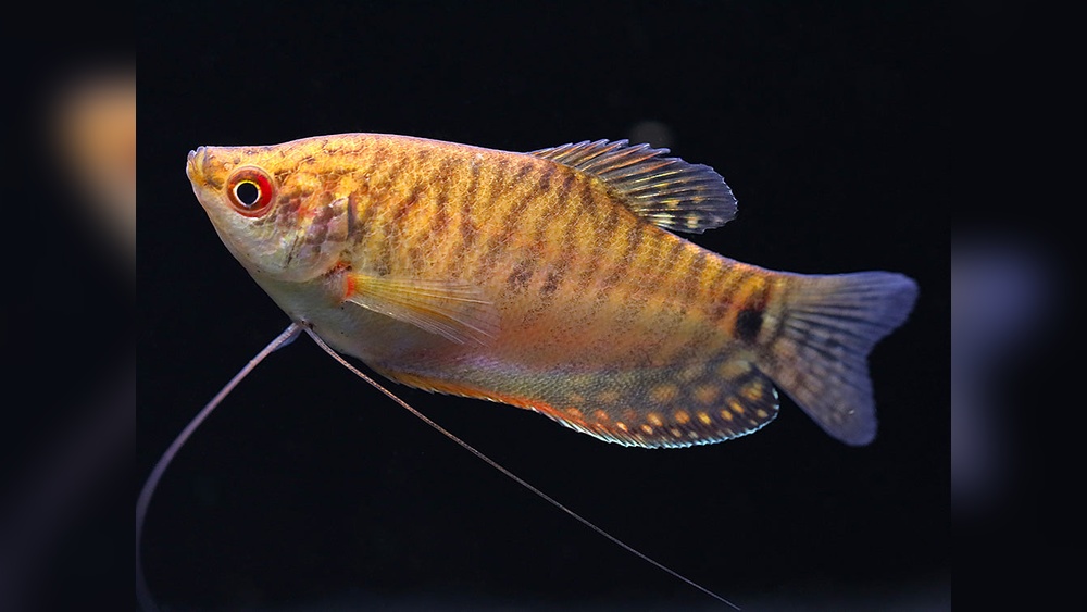 Gold Gourami