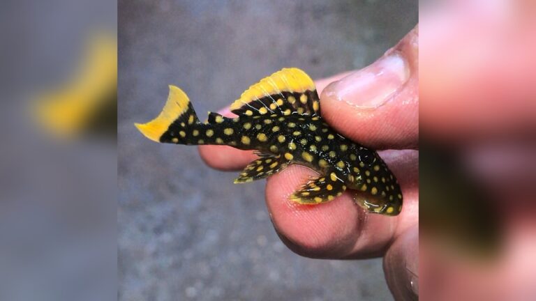 Gold Nugget Pleco