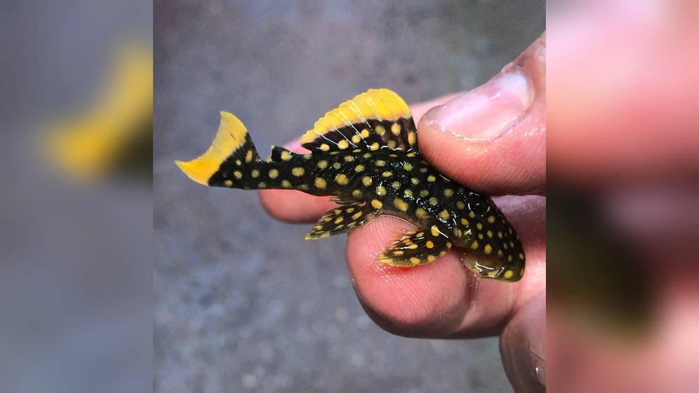 Gold Nugget Pleco