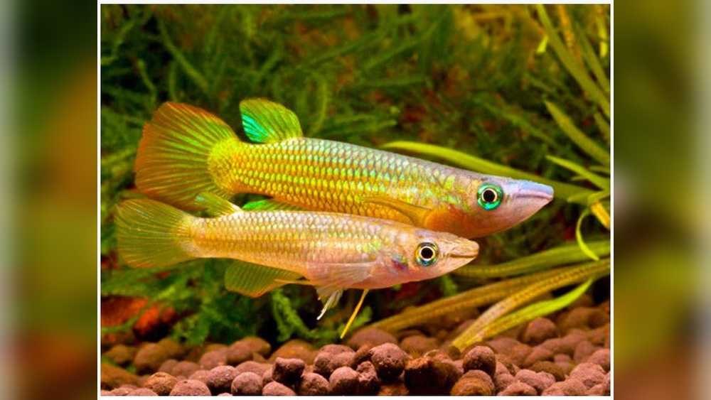 Golden Wonder Killifish