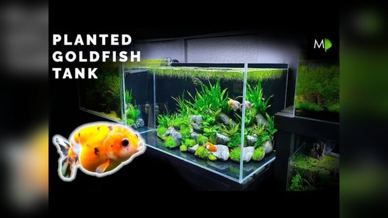 Goldfish Tank