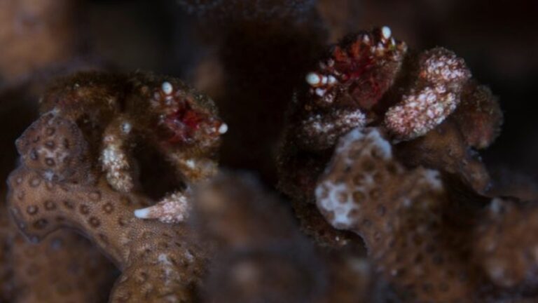 Gorilla Crabs Why Theyre Bad: Shocking Risks You Must Know