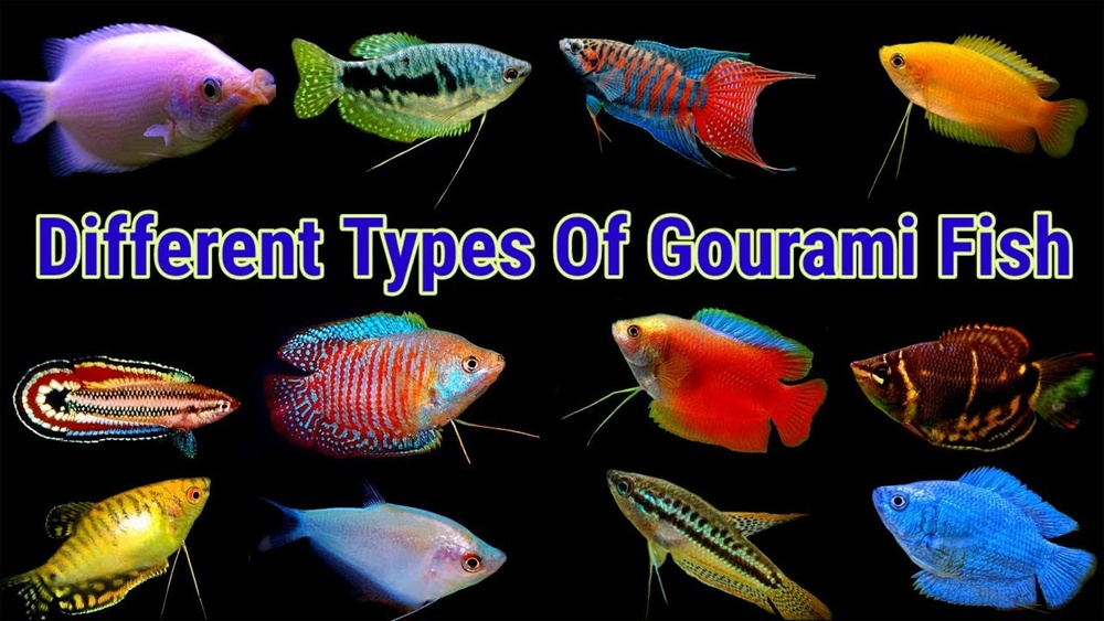 Gourami Types