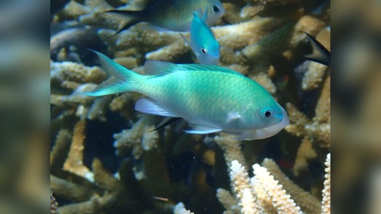 Green Chromis