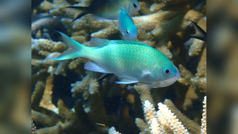 Green Chromis