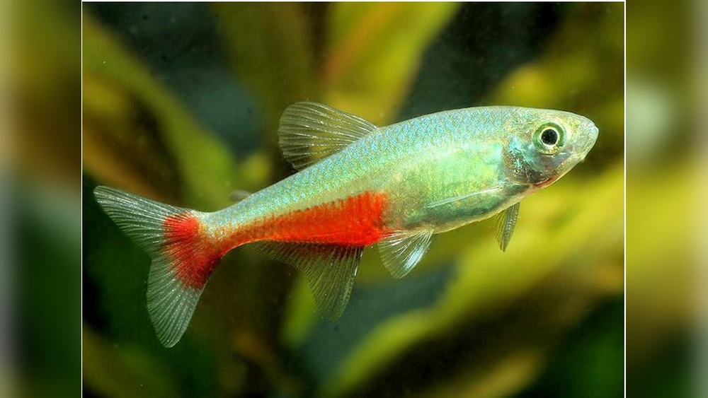 Green Fire Tetra