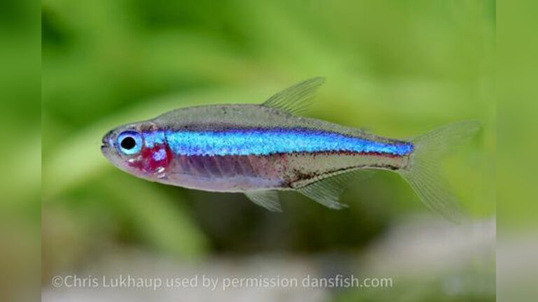 Green Neon Tetra