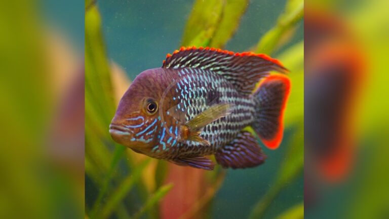Green Terror Cichlid