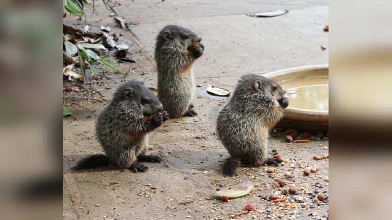 Groundhog Babies: Adorable Facts You Need to Know Today
