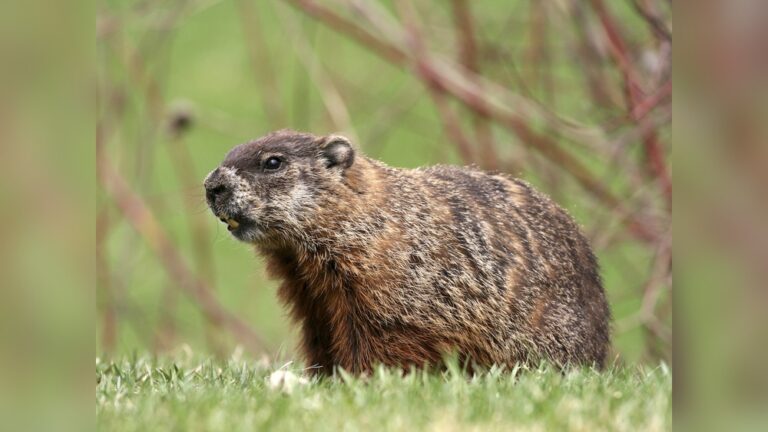Groundhogs Dangerous: Shocking Risks You Must Know Today
