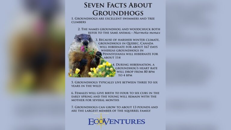 Groundhogs Facts: Surprising Truths You Need to Know Today