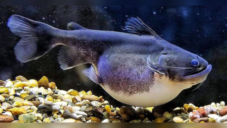 Gulper Catfish