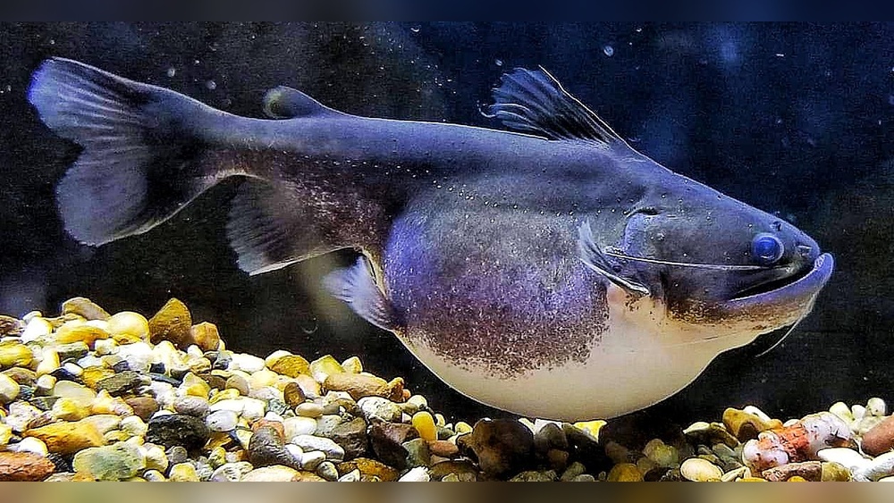 Gulper Catfish