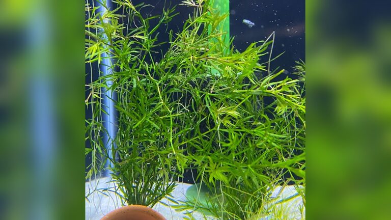 Guppy Grass
