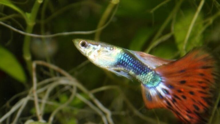 Guppy Shimmy Treatment