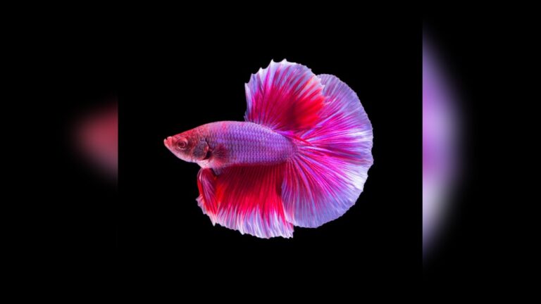 Halfmoon Betta Fish