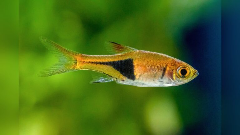 Harlequin Rasbora