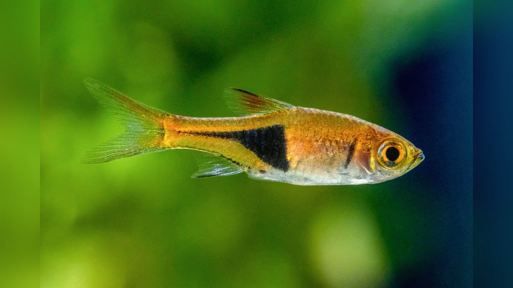 Harlequin Rasbora
