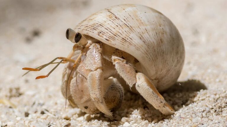 Hermit Crab