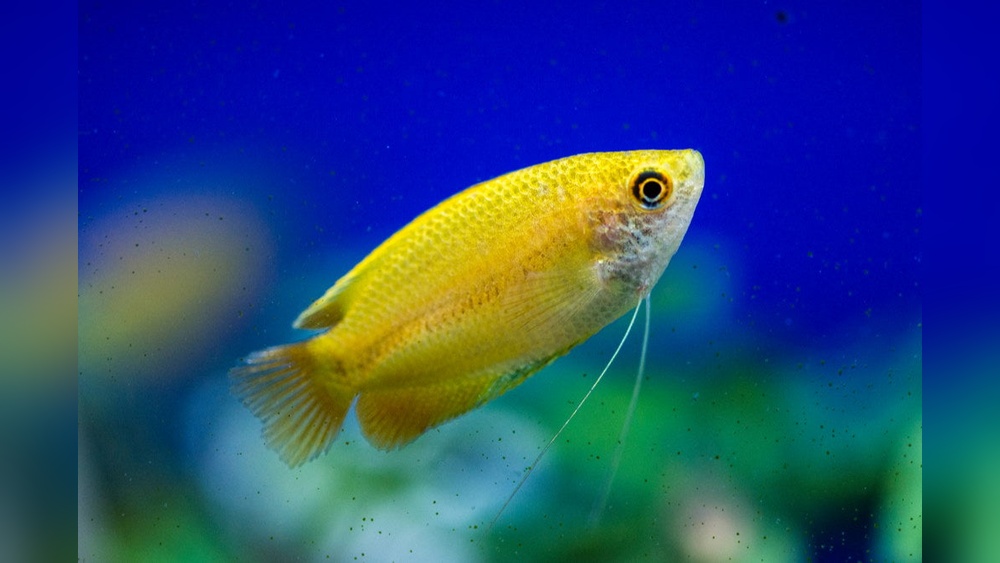 Honey Gourami