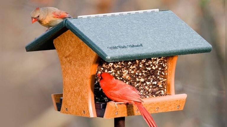 Hopper Feeders For Birds