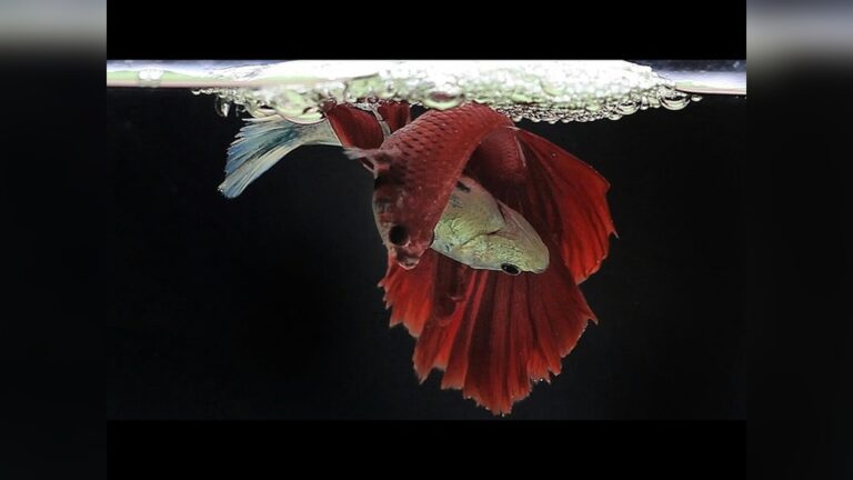 How Do Betta Fish Mate