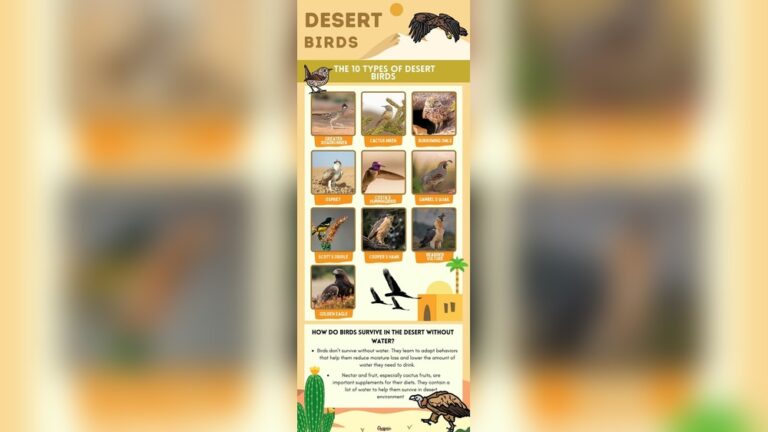 How Do Birds Survive In The Desert