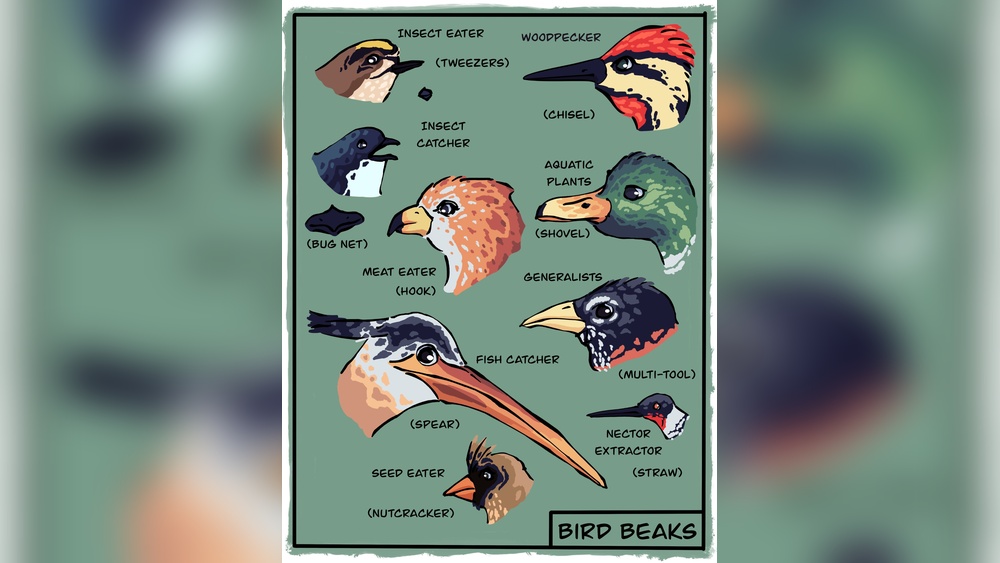 How Do Birds Use Their Beaks To Eat