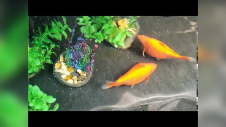 How Do Goldfish Mate