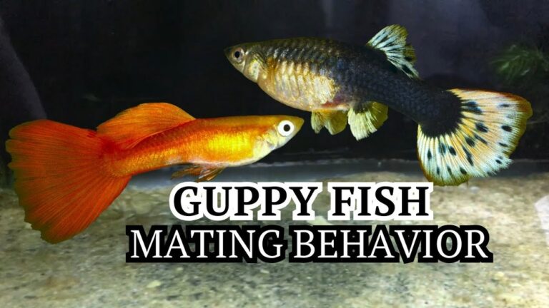 How Do Guppies Mate