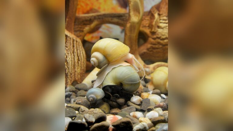 How Do Snails Mate In A Fish Tank