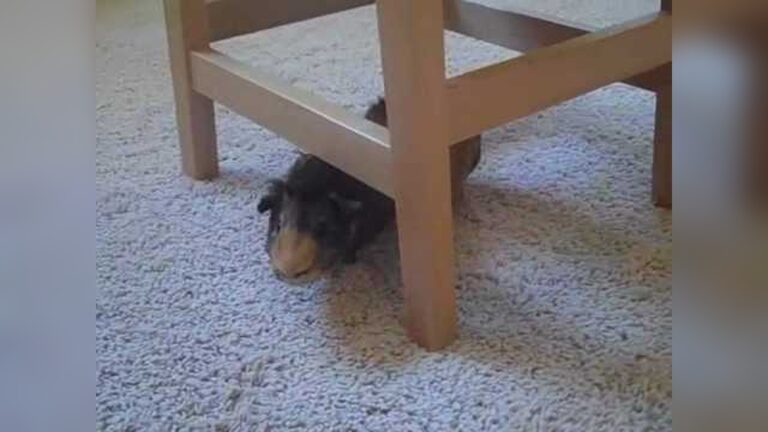 How Fast Can A Guinea Pig Run: Surprising Speed Facts Revealed