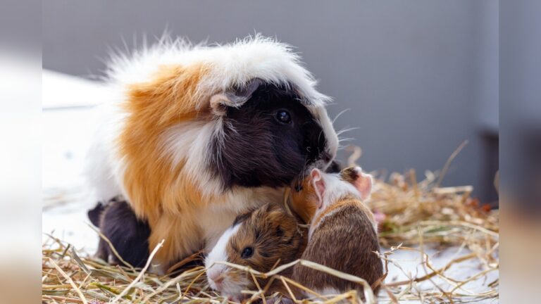 How Fast Do Guinea Pigs Breed: Surprising Facts You Need to Know