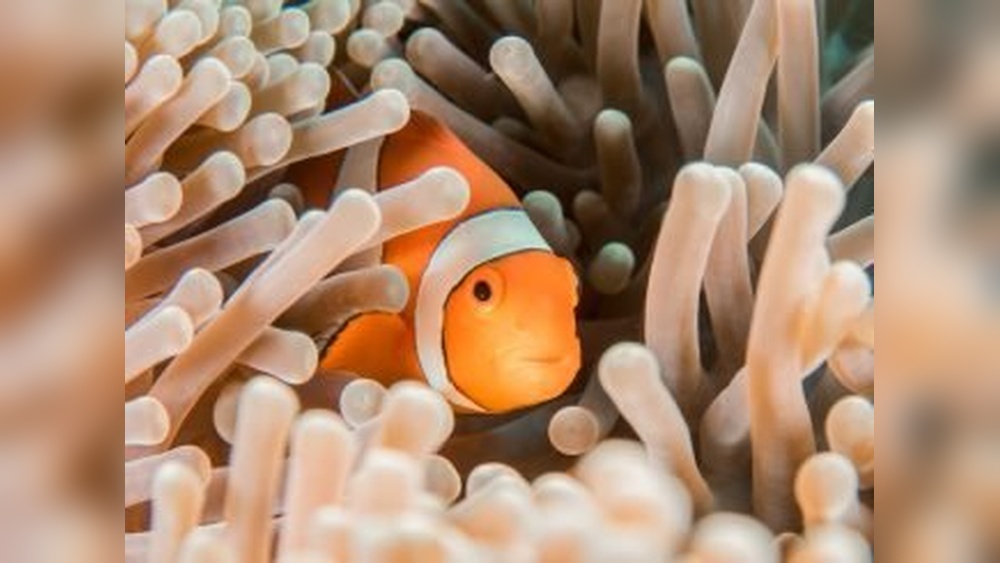 How Fishkeeping As A Hobby Can Improve Student Mental Health And Creativity