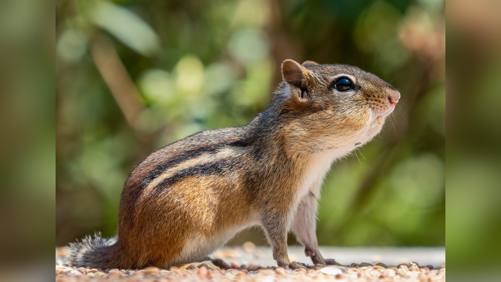How Long Do Chipmunks Live: Surprising Facts About Their Lifespan ...