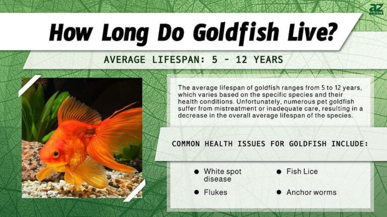 How Long Do Goldfish Live