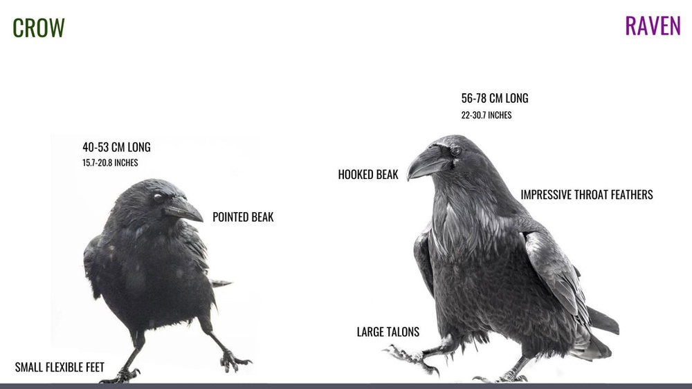 How Much Bigger Are Ravens Than Crows