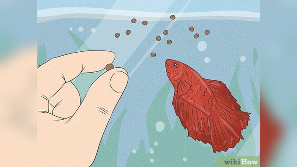 How Much Do Betta Fish Eat