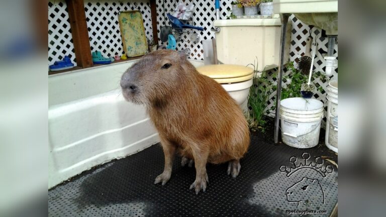 How Much Is A Capybara: Ultimate Guide to Cost & Care Tips