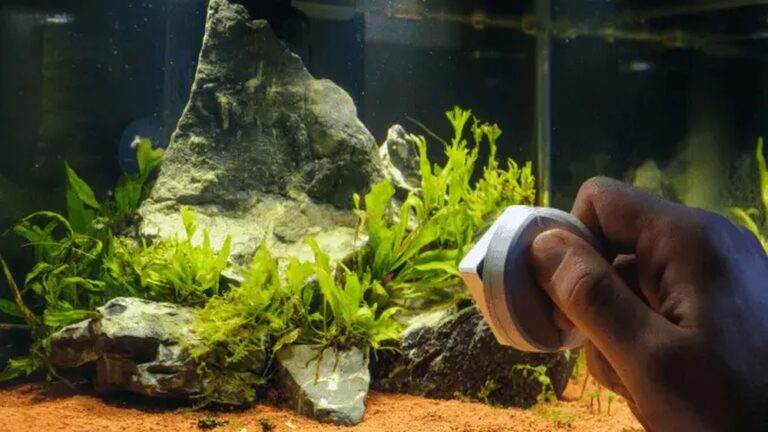 How Much Time Do You Need For Fishkeeping