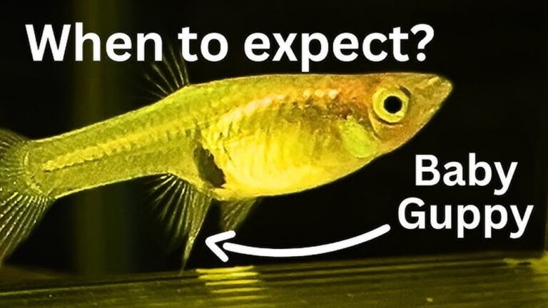 How Often Do Guppies Get Pregnant